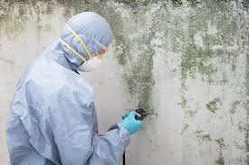 Why You Should Choose Our Mold Remediation Services in Bellflower, CA